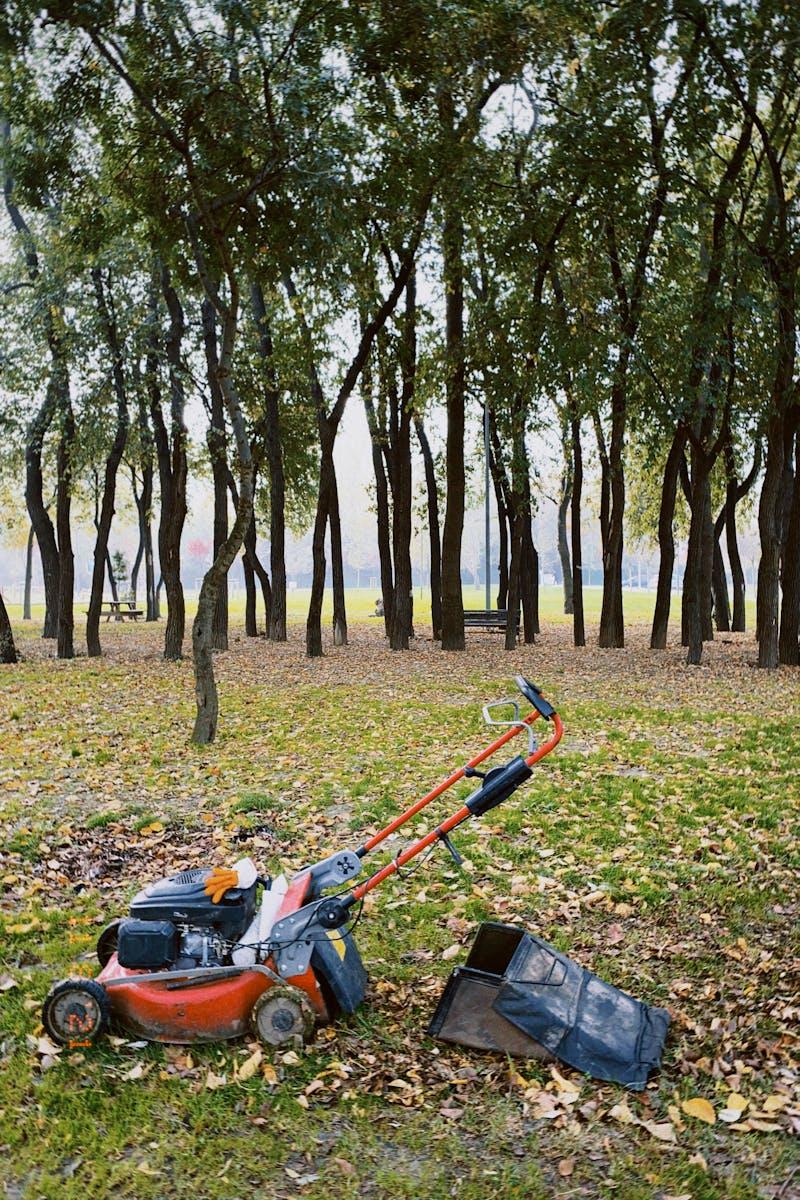 Photos gratuites de arbres automne cadre naturel6rjlbs
